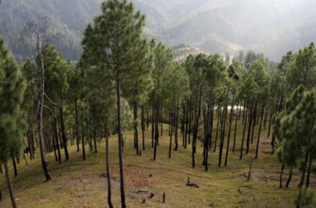 बारूद का काम करती है ये पत्तियां, वन विभाग मुस्तैद,आगजनी से निपटने के खास इंतजाम।