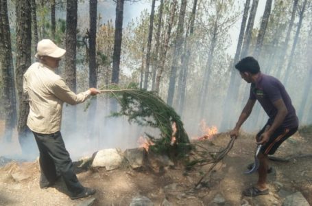 कफोटा के खजूरी जंगल में आग हुई बेकाबू ।