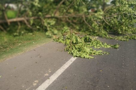 तेज आंधी से बिजली बोर्ड पांवटा को लाखों का नुकसान/ तेज आंधी से दो दर्जन बिजली पोल टूटे, पांवटा में पेड़ के नीचे खड़ी एक आल्टो कार को भी क्षतिग्रस्त ।