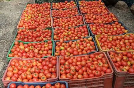 किसानों को टमाटर के अच्छे दाम मिलने से किसान मालामाल ।