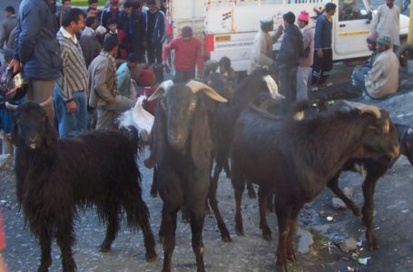 Greater Sirmour के हाटी समुदायक का शाही माघी Festival की तैयारियां शुरू।