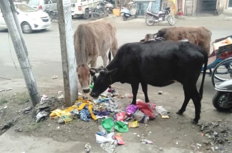 बैन लगाने के बाद भी पांवटा में नहीं रुक रहा प्लास्टिक का उपयोग।… सीपीजीपी के प्रयास अदभुत।