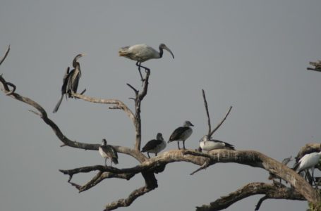 सतयुगी तीर्थ रेणुकाजी Lake में विदेशी परिंदे बने आकर्षण का केंद्र |