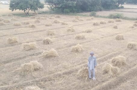 इंद्रदेव ने बरसाया पानी , किसानों की गेंहू की कटी फसल तबाह,किसानों की उम्मीदों पर पानी फिरा