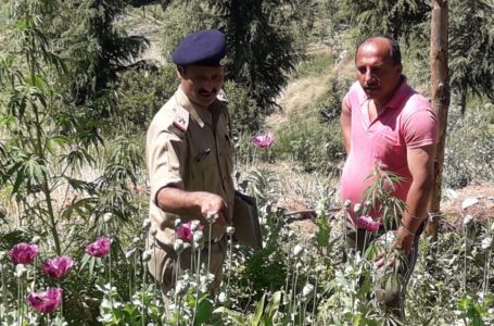 राजगढ़ पुलिस ने अफीम के 522 हरे पौधे बरामद किए