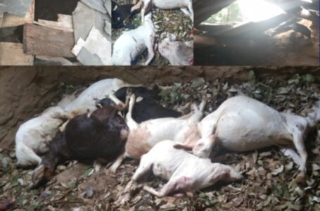शिल्ला गांव में तेंदूए ने 8 बकरियों को बनाया निवाला