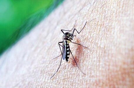 मच्छरों से नहीं फैल सकता कोरोना वायरस,वैज्ञानिकों ने पहली बार की इस बात की पुष्टि,
