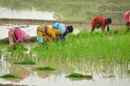 पांवटा साहिब में मजदूरों की कमी होने पर धान की रोपाई में खुद जुटे परिवार