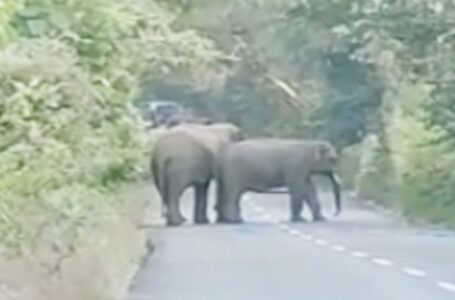 कलेसर में सड़क पर हाथियों के आने पर  कई घंटों तक रुका यातायात