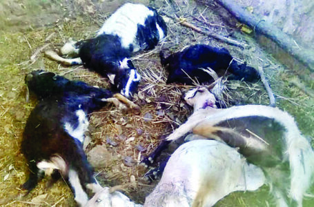किसान के बाड़े में चार तेंदुओं ने घुसकर एक दर्जन से अधिक बकरियों को मौत के घाट उता