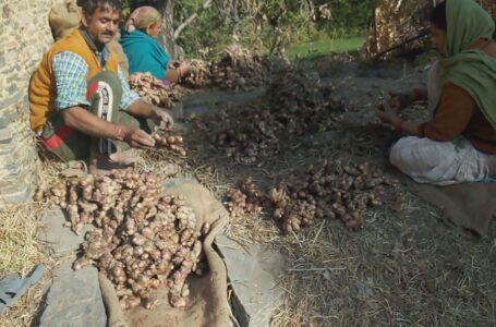 किसान सभा ने की अदरक का समर्थन मूल्य घोषित की मांग ,50 किलो निर्धारित हो लाभकारी मूल्य