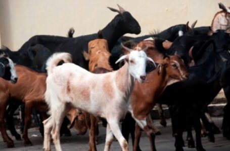 ढूढ़ने में करें मदद- कच्ची ढांग से एक गरीब व्यक्ति की 17 बकरियां लापता