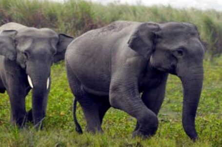 पांवटा साहिब में एक बार फिर क्षेत्र में नजर आया हाथियों का जोड़ा लोगों ने विभाग में की शिकायत