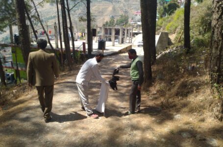 शिलाई में चीड़ के जंगल में आधा दर्जन काले कौवा पक्षी के शव मिलने से सनसनी