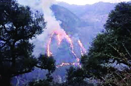 300 बीघा भूमि और खैर के 250 पेड़ व्  प्लांटेशन आगजनी की भेंट चढ़ गए