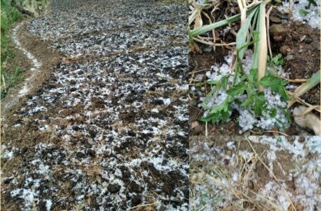 गिरिपार में ओलावृष्टि से किसानों और बागवानों की मेहनत पर फिरा पानी ,सरकार से की उचित मुवावजा की मांग
