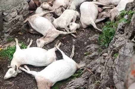 गिरिपार के ठोंठा गांव में बिजली की चपेट में आने से 19 बकरियों की मौत ,लाखों रुपये का हुआ नुकसान