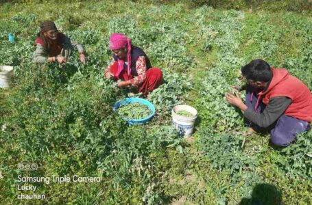 आधी नकदी फसल खराब होने से किसान चिंतित