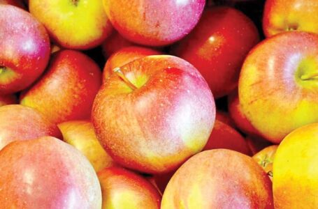 कुल्लू ने बेचा साढे़ पांच अरब रुपए का सेब