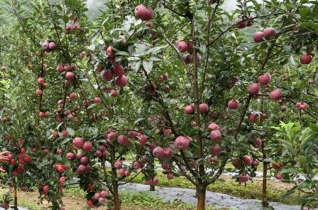हिमाचल में सेब बागवानी पर मंडराया संक्रमित सेब का खतरा