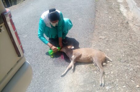 स्वास्थ्य कार्यकर्ता ने बचाई नन्हे हिरण की जान