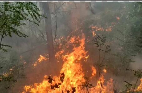 सितंबर में वन विभाग नुकसान वाली जगहों पर भेजेगा टीमें ,फायर सीजन में तबाह जंगलों की दोबारा बनेगी रिपोर्ट