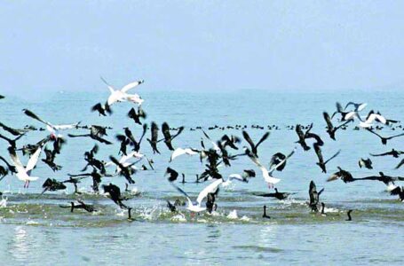पौंग झील में ज्यों-ज्यों प्रवासी परिंदों की आमद बढ़ती जा रही है, वैसे-वैसे झील के साथ सटी पंचायतों के बाशिंदों में बर्ड फ्लू को लेकर दहशत