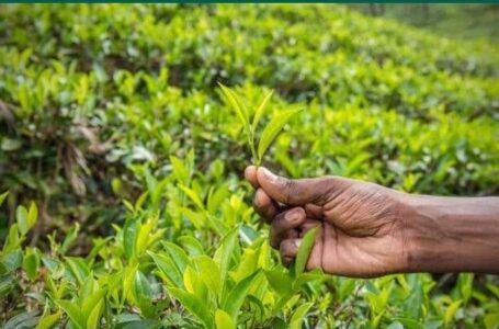 कांगड़ा में मौसम की मार से चाय उधोग को नुकसान