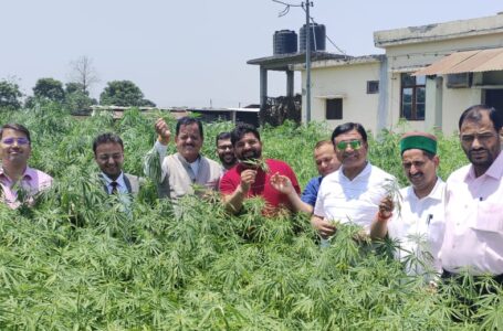 समिति ने उत्तराखंड में भांग के खेतों में जाकर जानी खेती की व्यवहारिकता