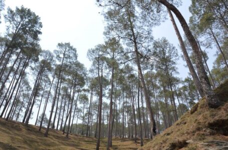 चीड़ की पत्तियों से कम्प्रैस्ड बॉयोगैस का उत्पादन करने पर विचार कर रही  प्रदेश सरकार – मुख्यमंत्री