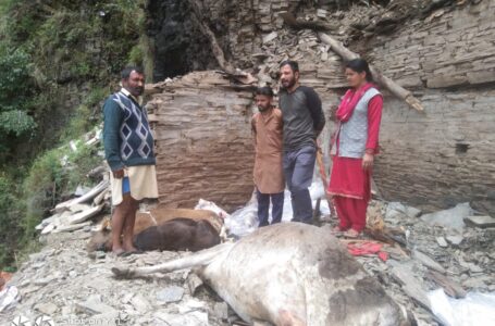 सिरमौर: भारी बारिश मे गो शाला ध्वस्त ,1 दुधारू गाय व 2 बछड़ों की मौत,तीसरी जर्सी गाय घायल