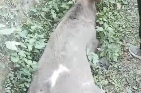 घायल बारहसिंगा सोशल मीडिया पर विडियो चलने के बाद वन्य प्राणी विभाग ने  किया रेस्क्यू